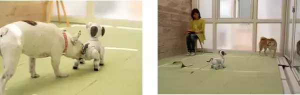 「世界初！犬型ロボットと犬の共生の可能性を探る実験結果がおもしろい」の画像