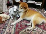 「世界初！犬型ロボットと犬の共生の可能性を探る実験結果がおもしろい」の画像9