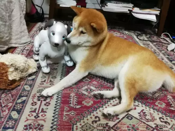 「世界初！犬型ロボットと犬の共生の可能性を探る実験結果がおもしろい」の画像