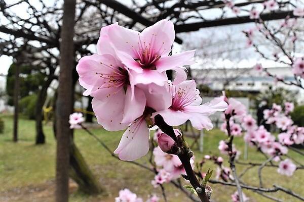 桜の花に似た可憐なアーモンドのお花見と アーモンドフェスティバル 19年3月14日 エキサイトニュース