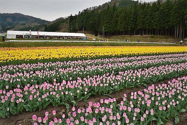 但馬の春の風物詩 たんとうチューリップまつり と 但熊 の卵かけごはん 19年4月2日 エキサイトニュース