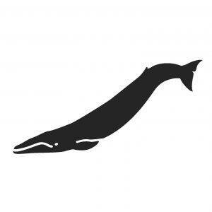 イルカ クジラが泳ぐ G Shock と Baby G 19年6月7日 エキサイトニュース