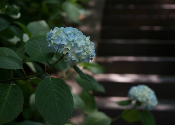 今が見頃 明月院から銭洗弁天まで 鎌倉の紫陽花を訪ね歩く 19年6月7日 エキサイトニュース