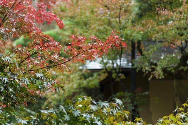 「南禅寺参道 菊水」で秋を味わう。名庭師・七代目 小川治兵衛の庭で愉しむ「GARDENアフタヌーンティー」開催
