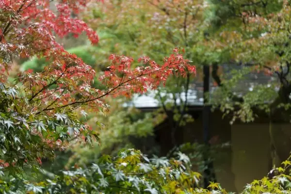 「「南禅寺参道 菊水」で秋を味わう。名庭師・七代目 小川治兵衛の庭で愉しむ「GARDENアフタヌーンティー」開催」の画像