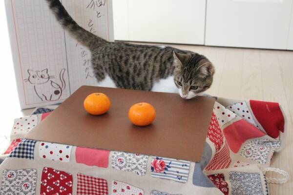 Snsで話題 保護猫活動にも寄付できる ネコ専用こたつ付きみかん 19年12月3日 エキサイトニュース