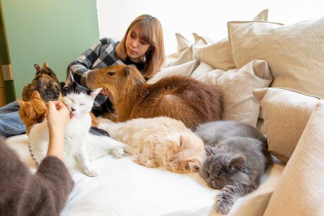 日本初 カピバラとねこに癒される カピねこカフェ 吉祥寺にオープン 年2月3日 エキサイトニュース