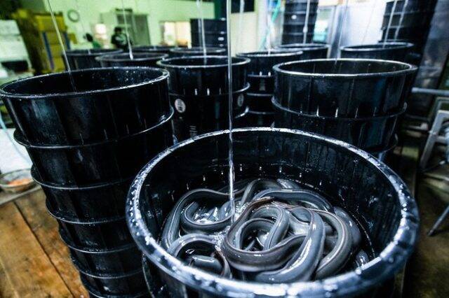 名店のうなぎを東京・田町でいただこう