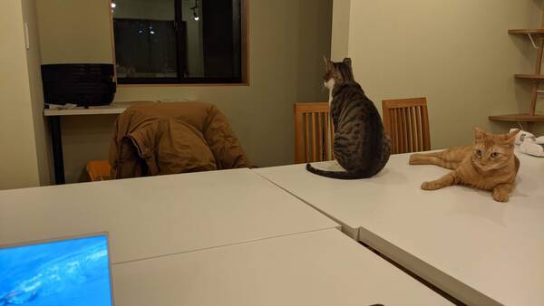 三軒茶屋に 猫が邪魔する 新しいワーキングスペースが誕生 21年2月11日 エキサイトニュース