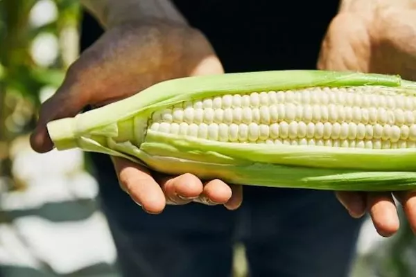 とうもろこしを1番簡単に食べる方法 ネット民 すごく楽なのに美味しい めちゃくちゃ甘くて美味しかった 茹でるより早かった 1 2 22年6月7日 エキサイトニュース