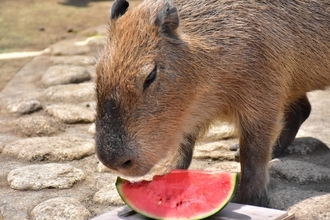 大人も癒される「カピバラ」たちの熱き戦い！5つの園で「カピリンピック」開催