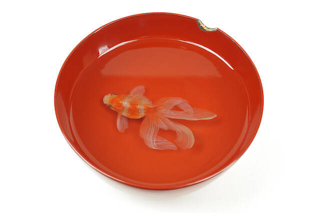 神戸ファッション美術館 リアルで神秘な金魚に出会う 金魚鉢 地球鉢 展 21年8月22日 エキサイトニュース