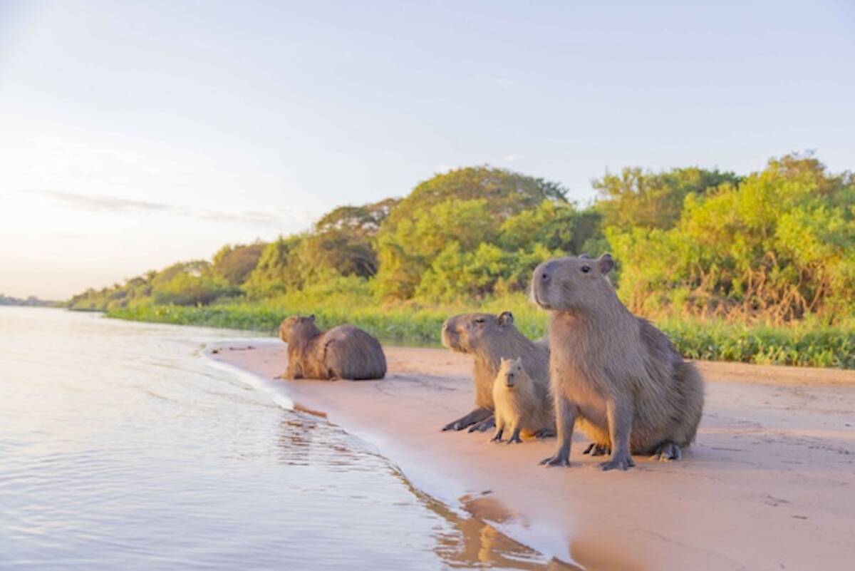 東京ミッドタウン 南米大陸で暮らす 野生のカピバラ に出会う写真展開催中 21年8月24日 エキサイトニュース