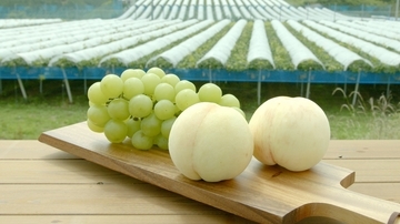 岡山県産の桃・ぶどうをブランディング「岡山クラフト果実」情報発信開始！