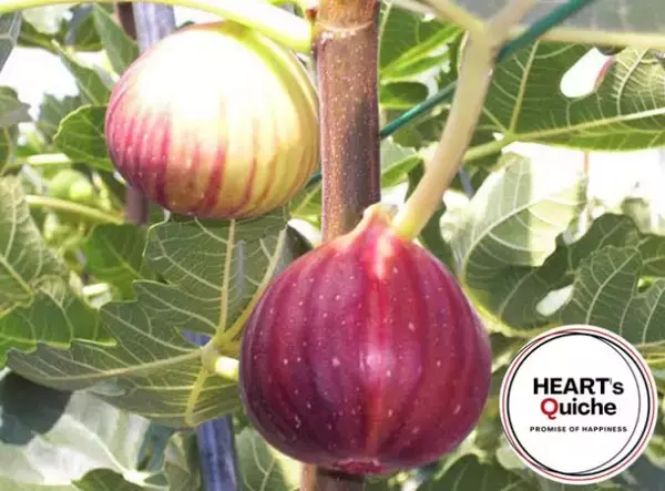 「キッシュ専門店「HEART’s  Quiche」から「川西産完熟イチジクの贅沢キッシュ」販売開始」の画像