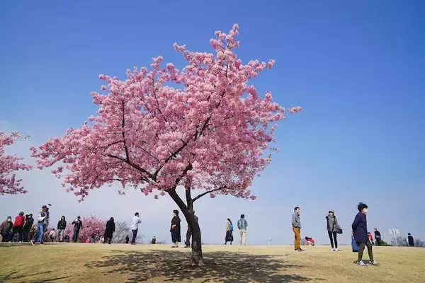 「自然にときめくリゾート休暇村、創立60周年・あなたの旅フォトコンテスト」の画像