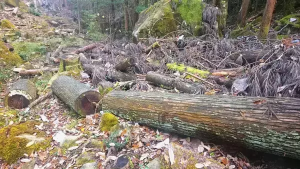 「自分だけのフィールドでキャンプ。岐阜・恵那の森林レンタルサービス「フォレンタ」に注目」の画像