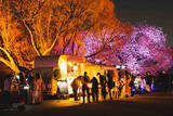「新宿御苑の花見イベントは「トヨタ MIRAI」などの給電車によるSDGsな夜桜ライトアップにも注目！」の画像2