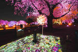 「新宿御苑の花見イベントは「トヨタ MIRAI」などの給電車によるSDGsな夜桜ライトアップにも注目！」の画像3