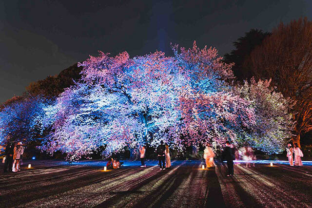 新宿御苑の花見イベントは「トヨタ MIRAI」などの給電車によるSDGsな夜桜ライトアップにも注目！