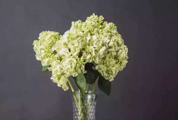 「国産黒毛和牛と季節の花が毎月届く！肉と花のサブスク「BEEFLOWER」オープン」の画像