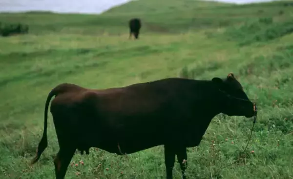 「国産黒毛和牛と季節の花が毎月届く！肉と花のサブスク「BEEFLOWER」オープン」の画像