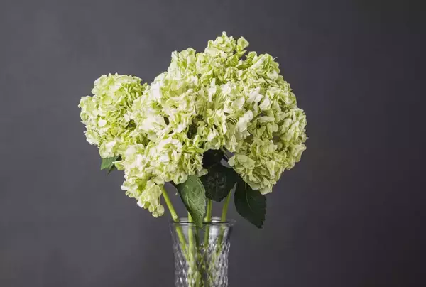 「国産黒毛和牛と季節の花が毎月届く！肉と花のサブスク「BEEFLOWER」オープン」の画像