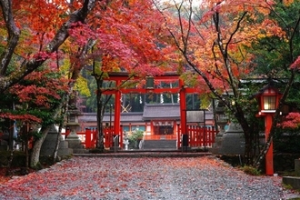 秋は魅力満載の京都へ。絶景の紅葉狩りや定員制の特別拝観で今までにない贅沢な体験を