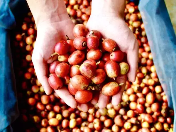 ＜代官山＞世界で1%以下しか流通しない幻のコーヒー「リベリカ」をアートギャラリーで味わう