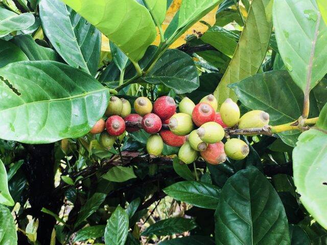 ＜代官山＞世界で1%以下しか流通しない幻のコーヒー「リベリカ」をアートギャラリーで味わう