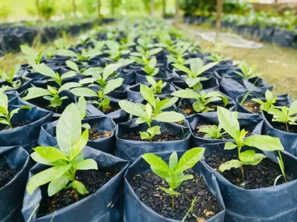 「＜代官山＞世界で1%以下しか流通しない幻のコーヒー「リベリカ」をアートギャラリーで味わう」の画像