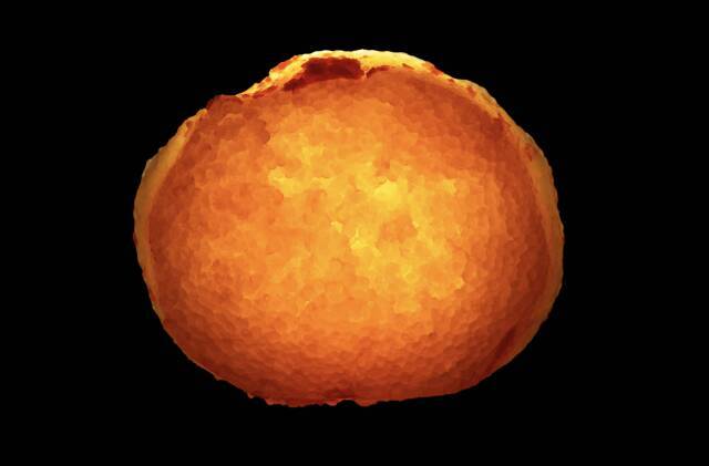 福岡発、世界に類を見ない熟成技術で磨き上げた超極上明太子「The Pin — Phantom of Mentaiko」を公開