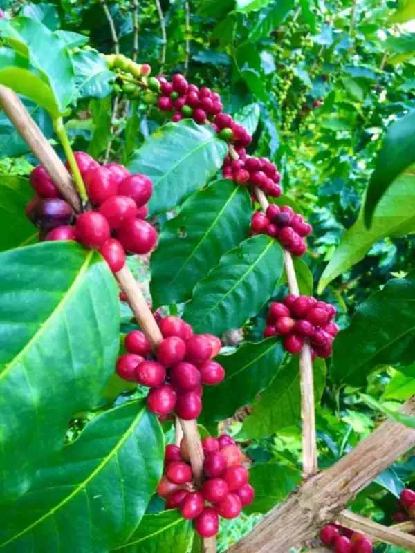 「ダージリンティーのようにフルーティー！ボトルで楽しむ「パナマゲイシャ」のアイスコーヒー」の画像