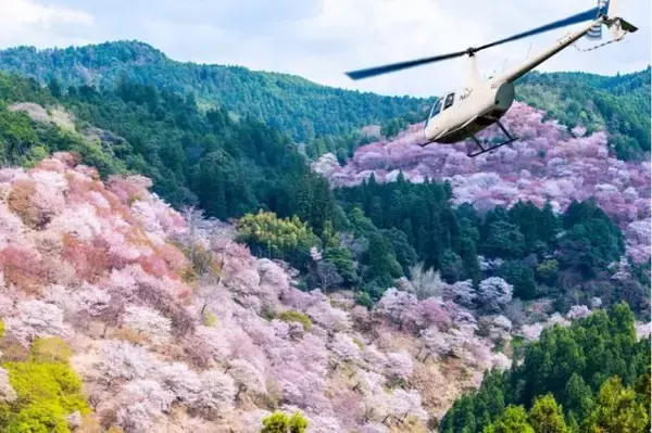 プライベートに花見を楽しむ！貸切ヘリで桜の名所を飛ぶ「吉野千本桜お花見ヘリコプター遊覧」