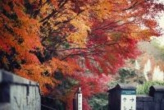 自然の織りなす情景を楽しもう！神戸の紅葉の名所「布引の紅葉」が見ごろ