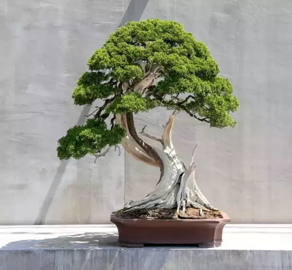 京都の両足院で盆栽「TRADMAN’S BONSAI」の展覧会開催。ランドローバーに着想を得た美と技が息づく