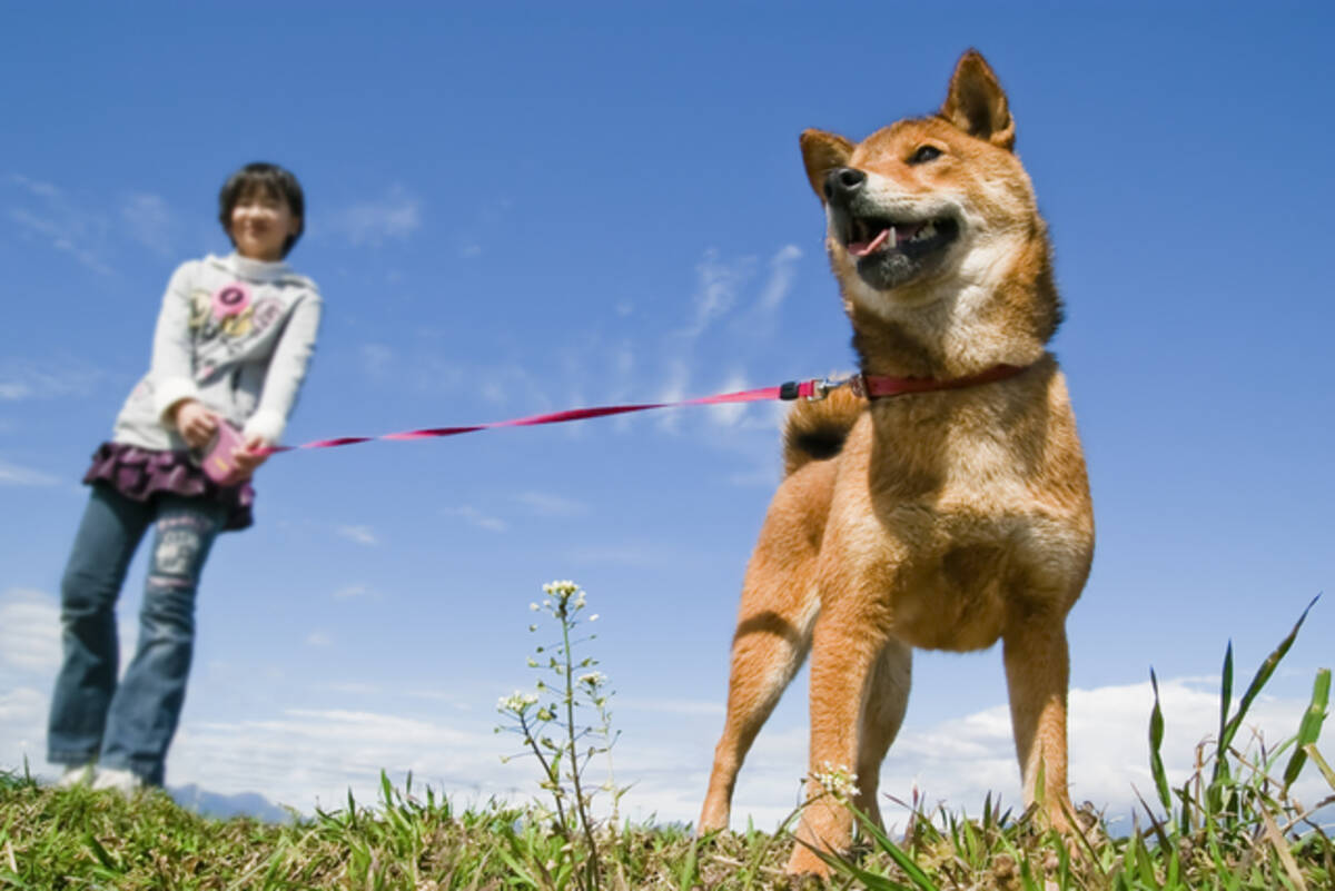 家の前で犬のフンを片付けない飼い主 処罰させることはできる 17年2月28日 エキサイトニュース
