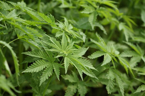 元女優が 大麻取締法違反 で逮捕 なぜ所持はngで使用はokなのか弁護士が解説 16年10月26日 エキサイトニュース