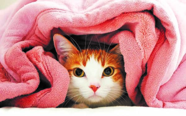 激カワ 犬派 夫婦が ねこ派 に転身 マイペース ねこ 気まぐれ ねこ 2匹がお出迎え ねこ 21年5月13日 エキサイトニュース