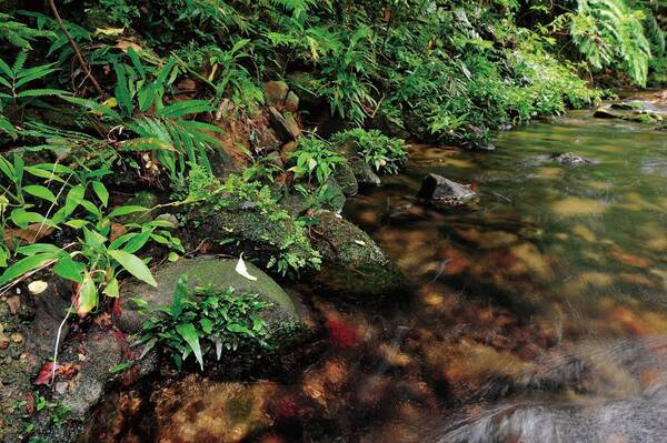 涼しげ 日本でも自生する水草 ミクロソリウム は 夏の アクアリウム にぴったり アクアスタイル 21年6月15日 エキサイトニュース