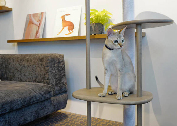 猫用木製家具 Karimoku Cat Tree カリモク キャットツリー の代官山 蔦屋書店 限定カラー 21年11月19日 エキサイトニュース