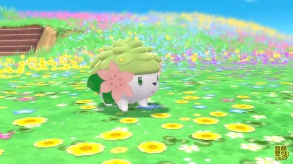 ポケモン ダイパリメイク で シェイミ を仲間にしよう オーキドのてがみ を順次配信開始 22年2月28日 エキサイトニュース