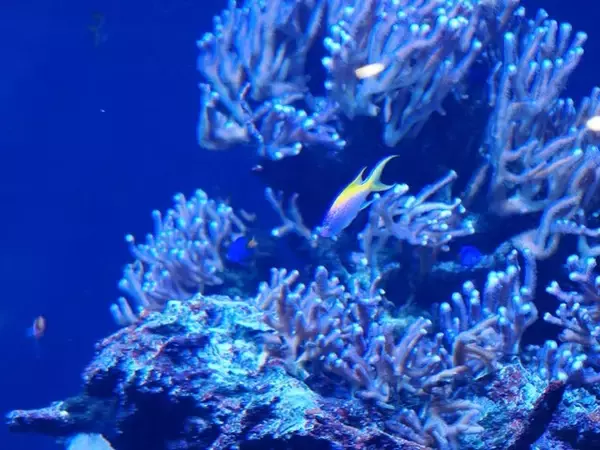 「『ヘブンバーンズレッド』×「サンシャイン水族館」コラボ開催！茅森＆瑞原の音声ガイドで見どころを楽しめる【現地レポ】」の画像