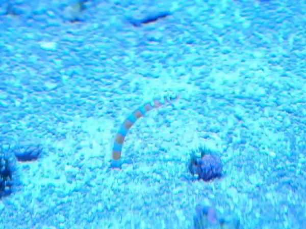 「『ヘブンバーンズレッド』×「サンシャイン水族館」コラボ開催！茅森＆瑞原の音声ガイドで見どころを楽しめる【現地レポ】」の画像