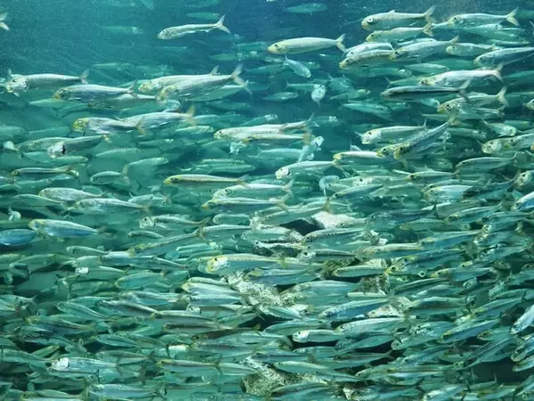 「『ヘブンバーンズレッド』×「サンシャイン水族館」コラボ開催！茅森＆瑞原の音声ガイドで見どころを楽しめる【現地レポ】」の画像