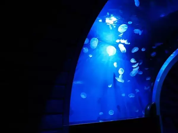 「『ヘブンバーンズレッド』×「サンシャイン水族館」コラボ開催！茅森＆瑞原の音声ガイドで見どころを楽しめる【現地レポ】」の画像