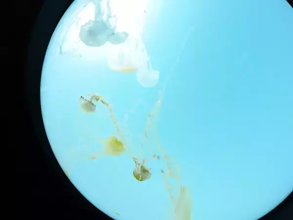 「『ヘブンバーンズレッド』×「サンシャイン水族館」コラボ開催！茅森＆瑞原の音声ガイドで見どころを楽しめる【現地レポ】」の画像