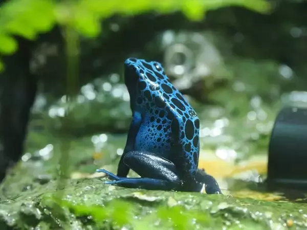 「『ヘブンバーンズレッド』×「サンシャイン水族館」コラボ開催！茅森＆瑞原の音声ガイドで見どころを楽しめる【現地レポ】」の画像