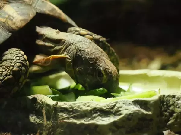 「『ヘブンバーンズレッド』×「サンシャイン水族館」コラボ開催！茅森＆瑞原の音声ガイドで見どころを楽しめる【現地レポ】」の画像