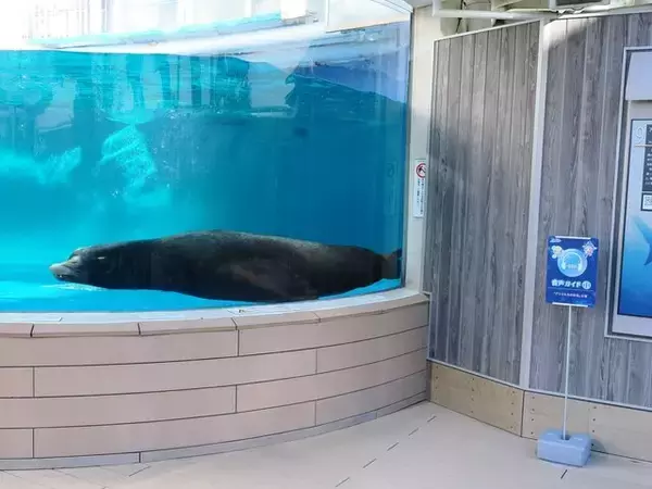 「『ヘブンバーンズレッド』×「サンシャイン水族館」コラボ開催！茅森＆瑞原の音声ガイドで見どころを楽しめる【現地レポ】」の画像